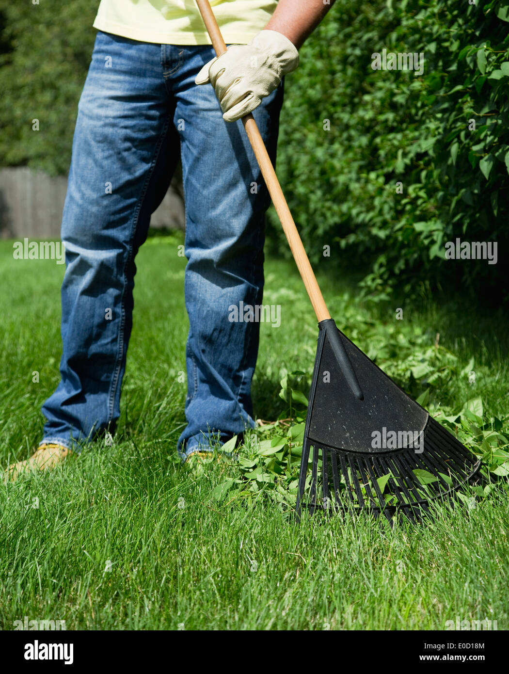 Man raking lawn Stock Photo