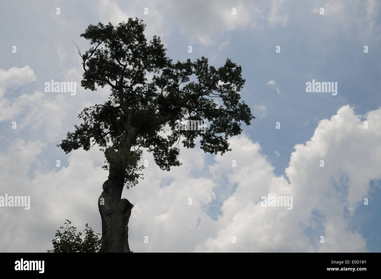 Black oak tree vector hi-res stock photography and images - Alamy