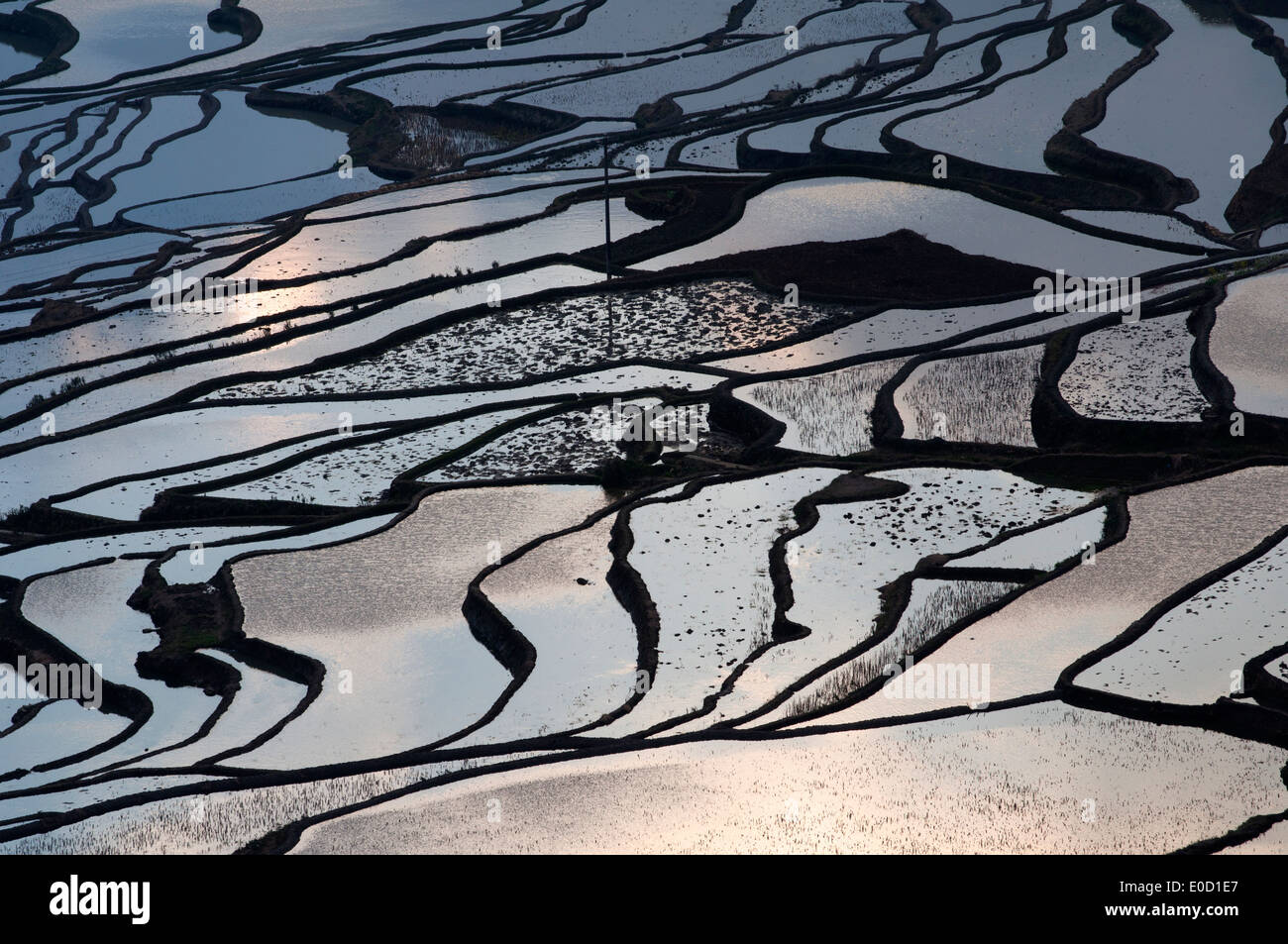 Duoyishu watered terraced rice fields at dawn, Yuanyang, Yunnan, China Stock Photo
