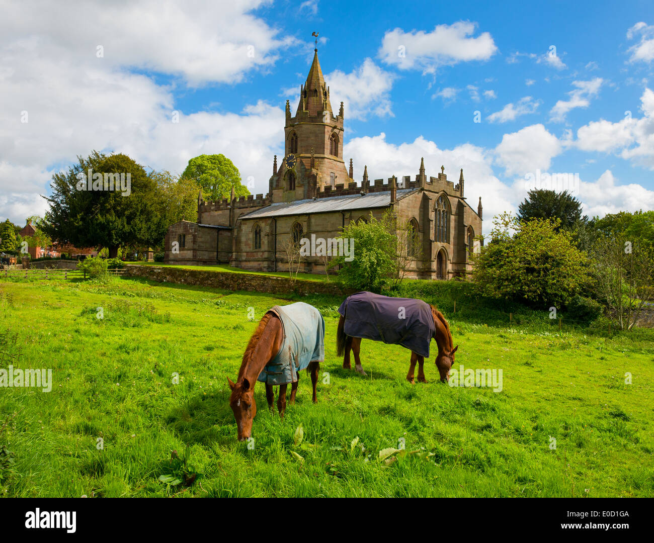 Horses grazing outside St Bartholomews church, in the village of Tong, Shropshire, England Stock Photo