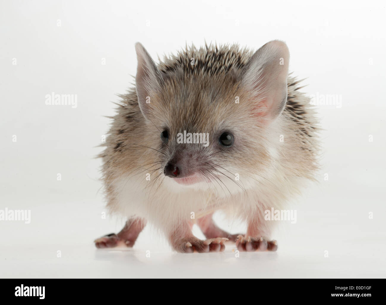 Eared hedgehog, studio (Hemiechinus auritus) Stock Photo