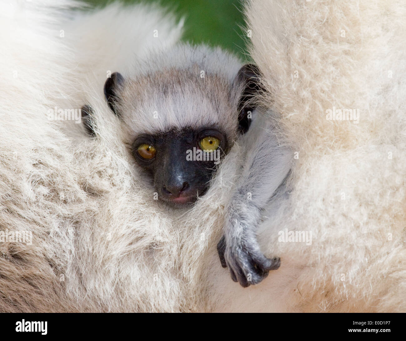 Close-up of baby Verreaux's Sifaka, Berenty National Park, Madagascar (Propithecus verreauxi) Stock Photo