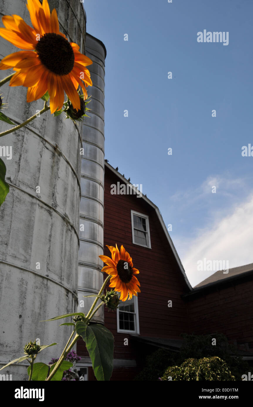 Summer farm scene barns flowers hires stock photography and images Alamy