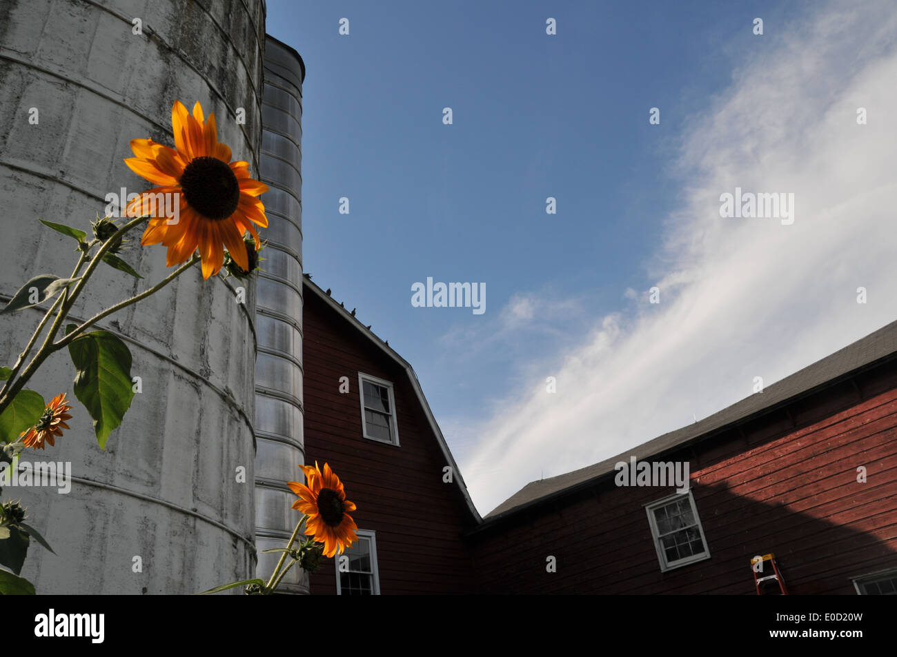 Summer Farm Scene barns and flowers Stock Photo