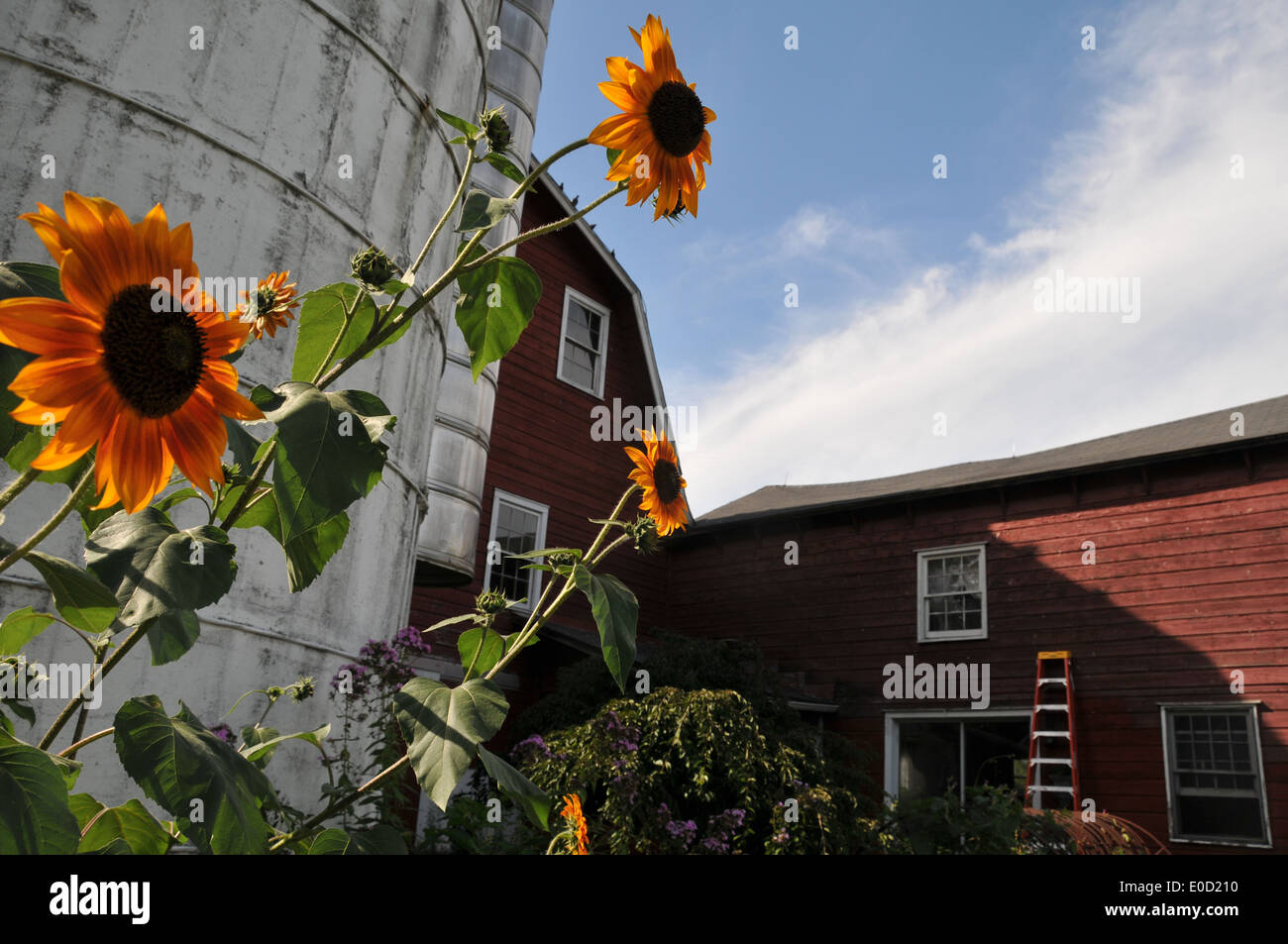 Summer Farm Scene barns and flowers Stock Photo