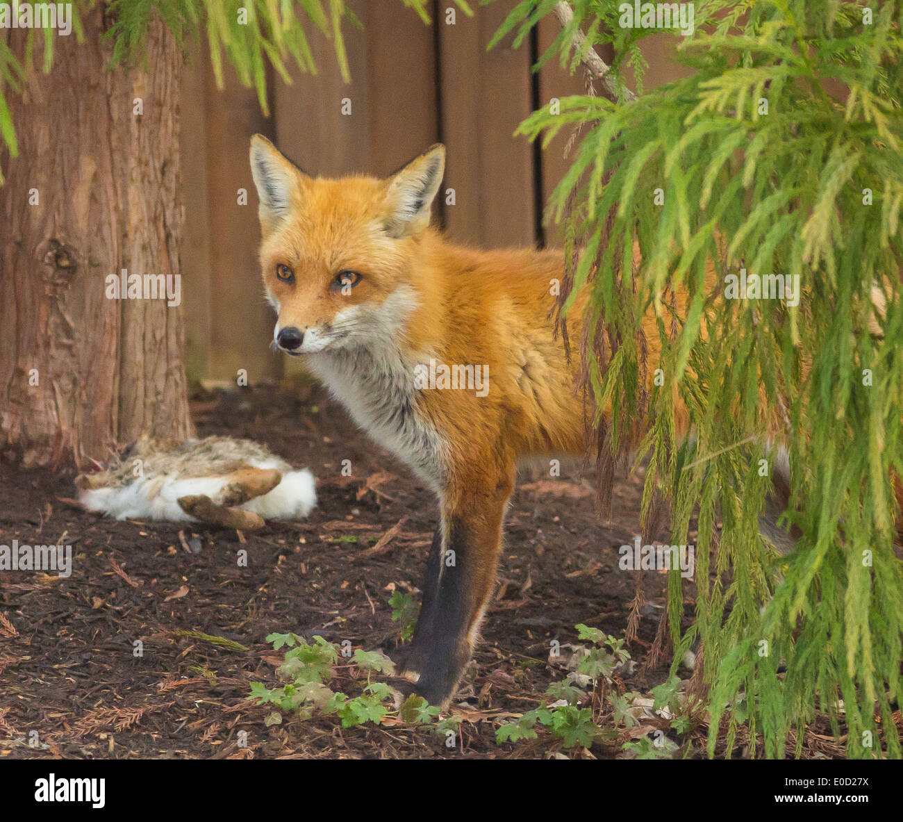 ARLINGTON, VIRGINIA, USA - Wild red fox, vulpes vulpes, in residential garden with rabbit carcass. Stock Photo