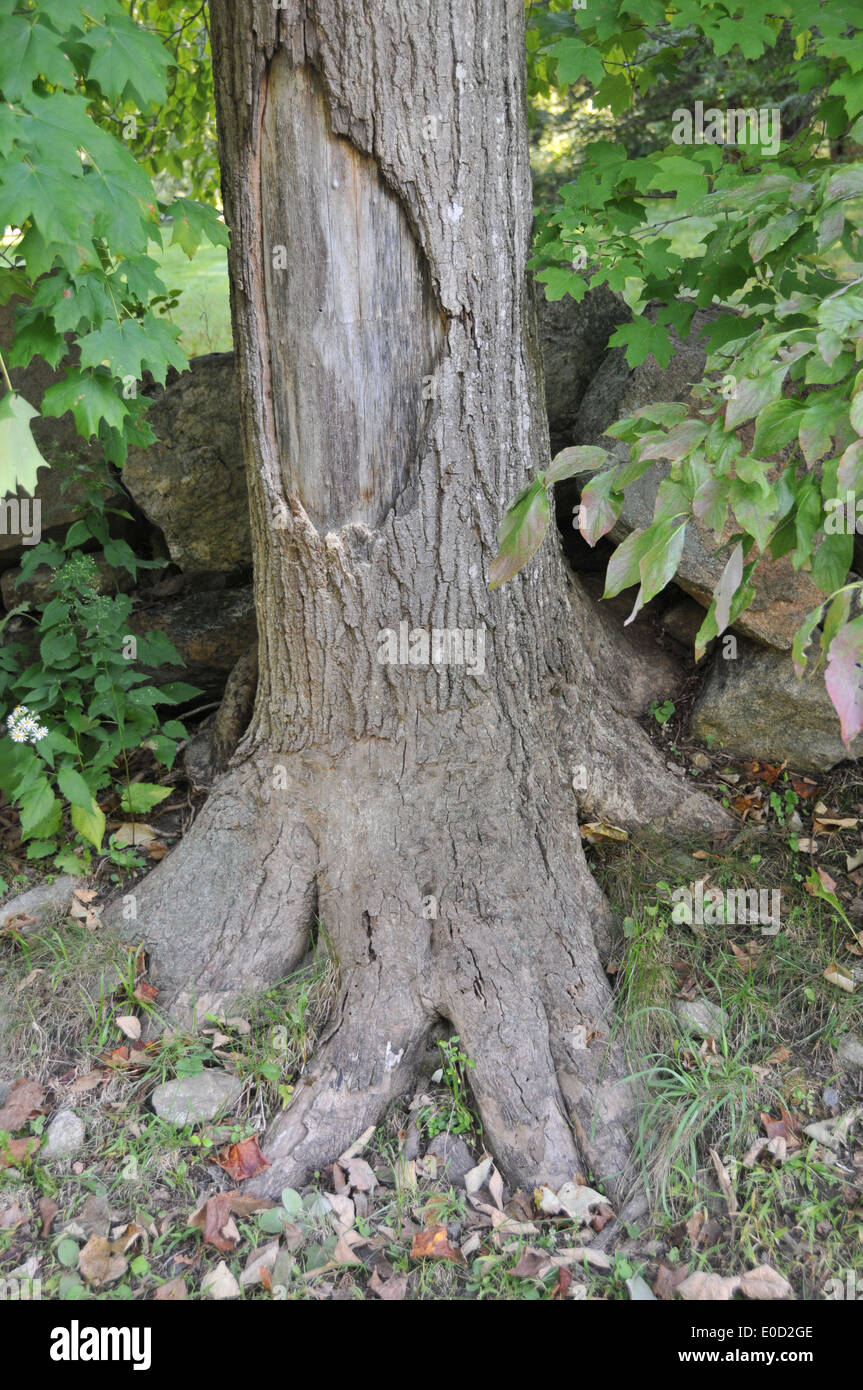 Nature Spirits Faces Stock Photo 69128878 Alamy - 