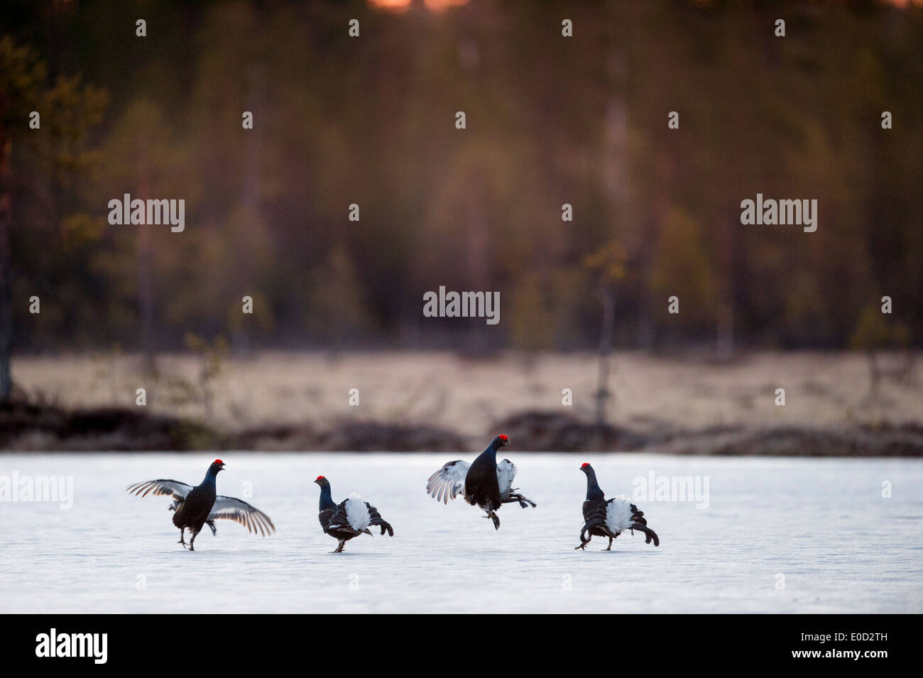 Black Grouse, two pairs of males fighting on frozen lake at sunrise. April 2012, Kuhmo, Finland (Tetrao tetrix) Stock Photo