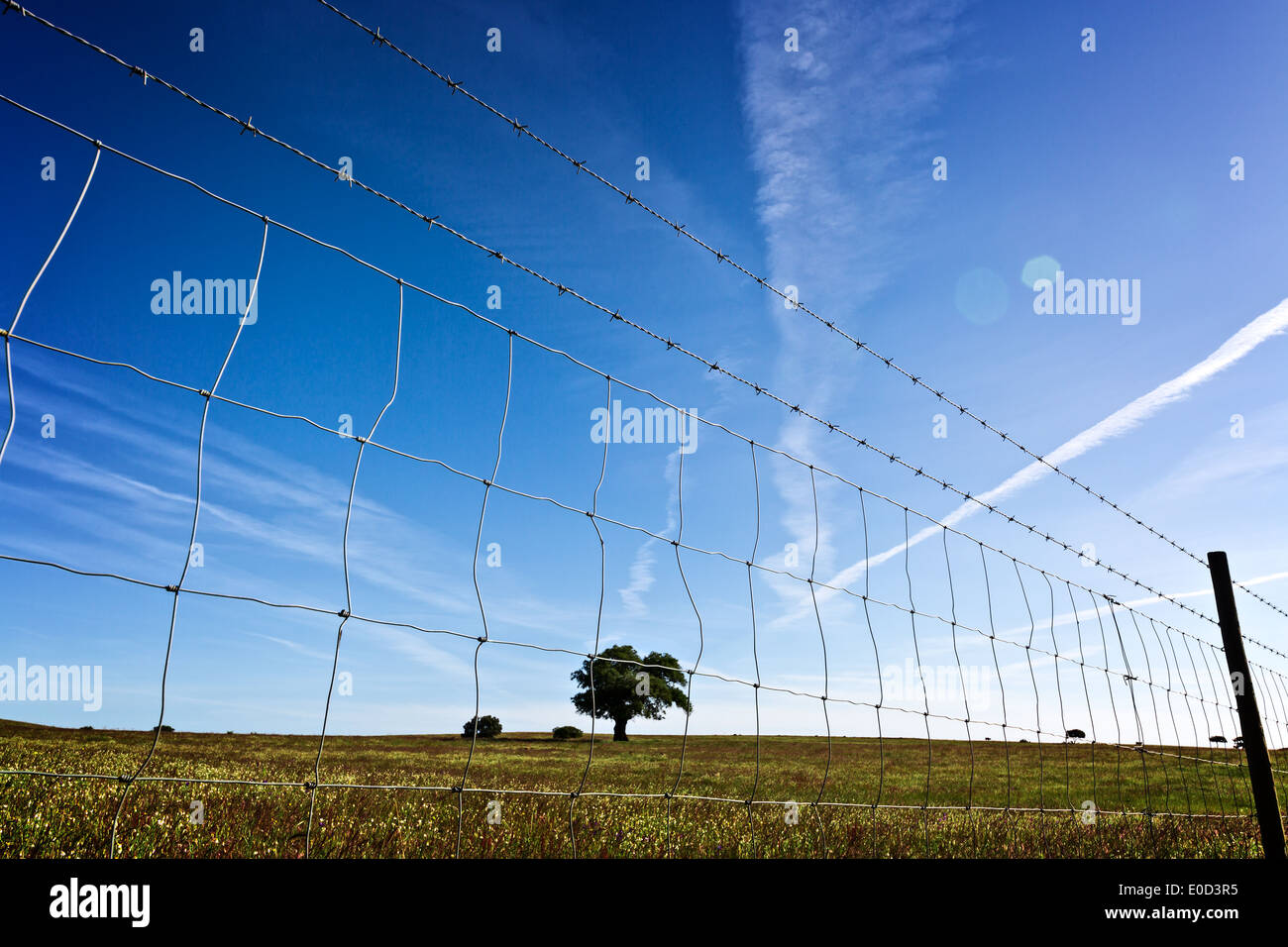 View through the barbed wire fence on the single tree in field Stock Photo