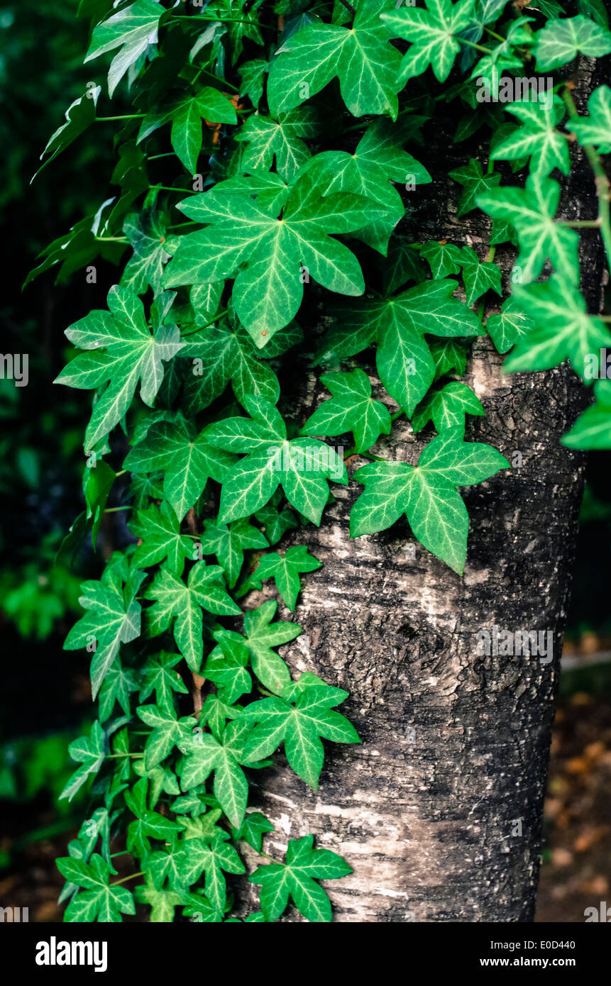 green ivy on a birch bark Stock Photo