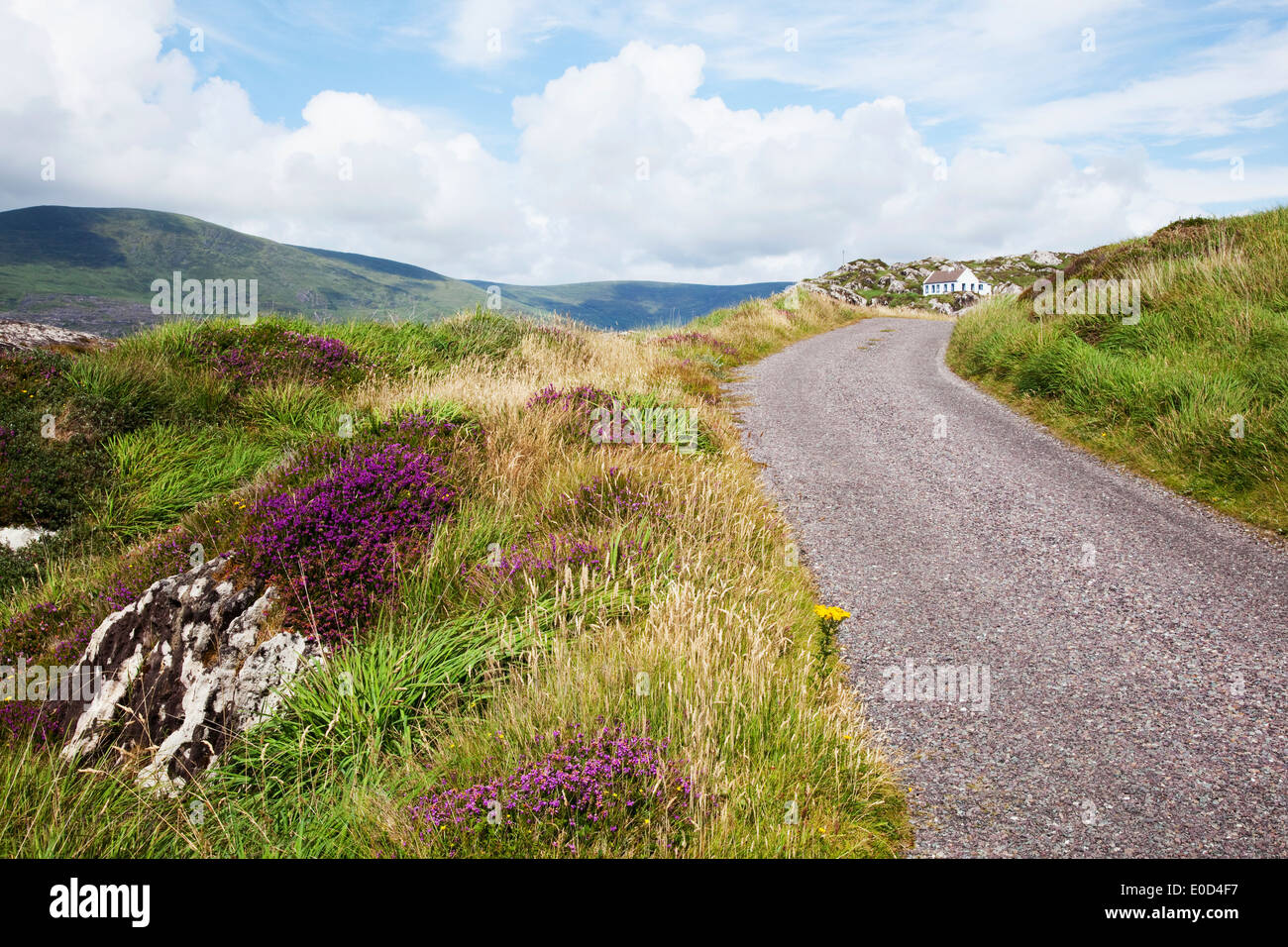 Irish wildflower hires stock photography and images Alamy