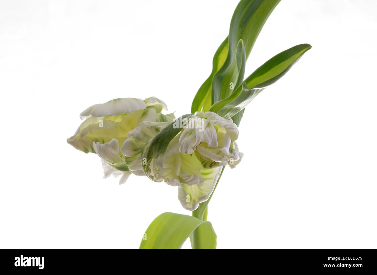 Photo of tulip on a white background Stock Photo