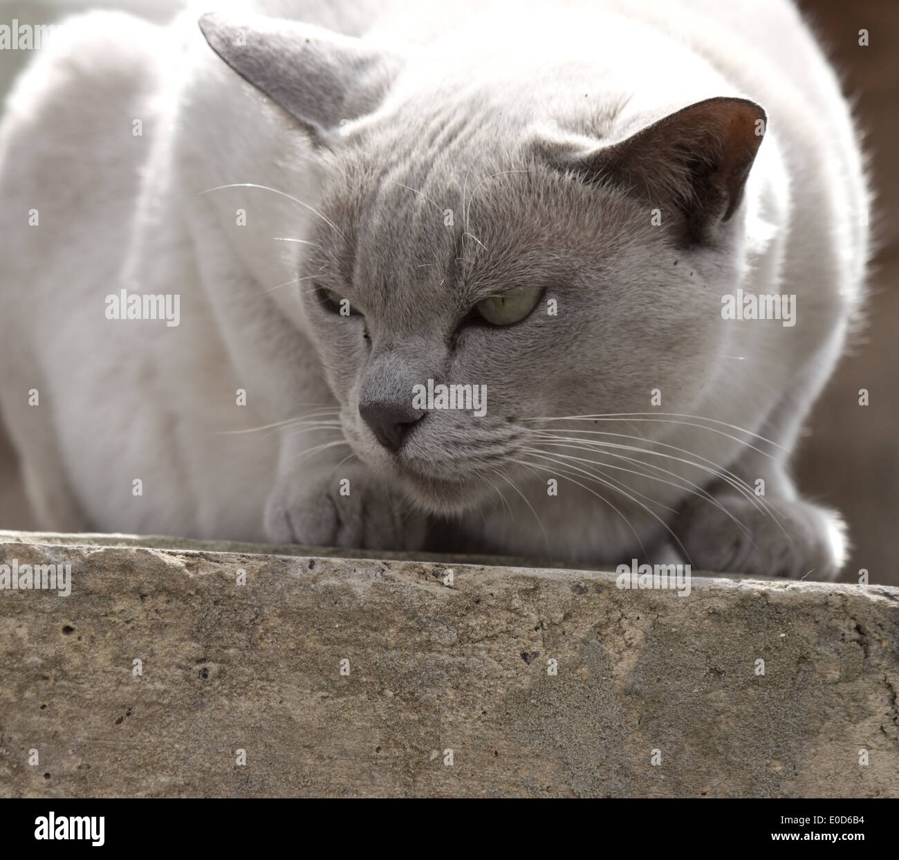 Shorthaired white / grey cat unfriendly cat crouched on a wall Stock Photo