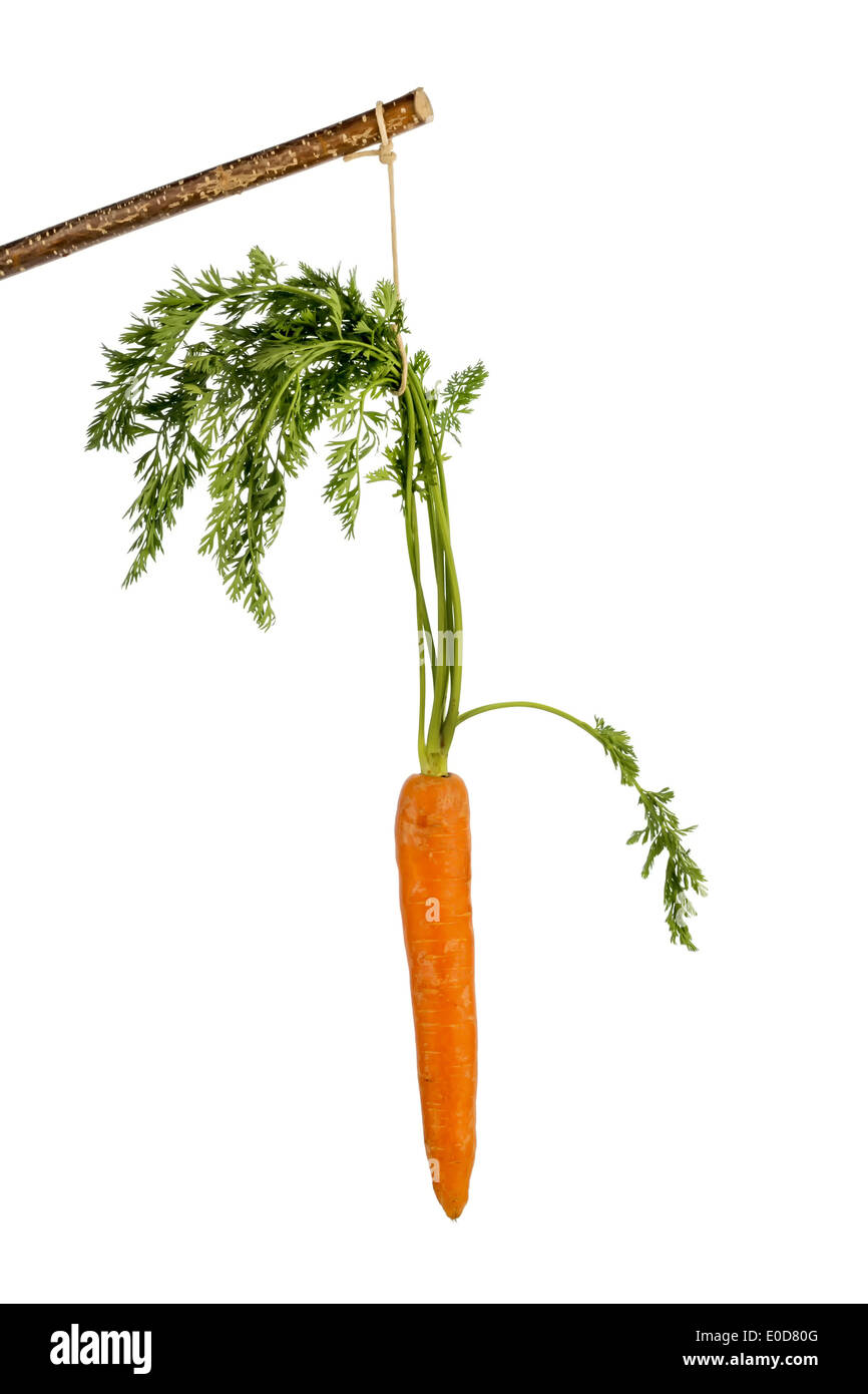 Carrot on a floor. Fresh fruit and vegetables is always healthy. Symbolic photo for motivation., Moehre auf einem Stock. Frische Stock Photo