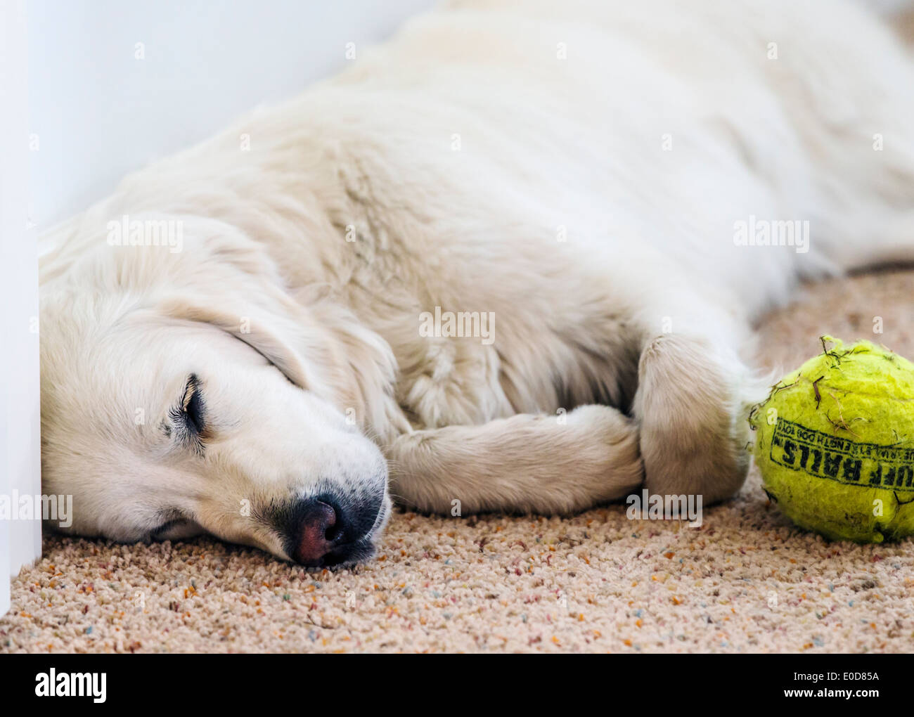 Young platinum colored Golden Retriever dog sleeping with tennis ball Stock Photo