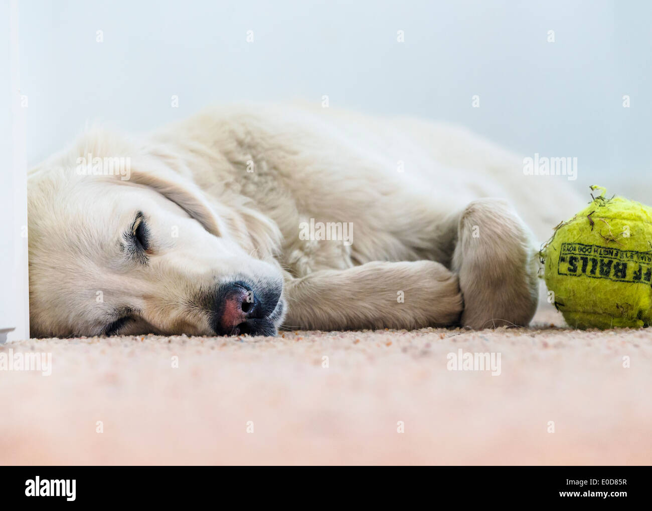 Young platinum colored Golden Retriever dog sleeping with tennis ball Stock Photo