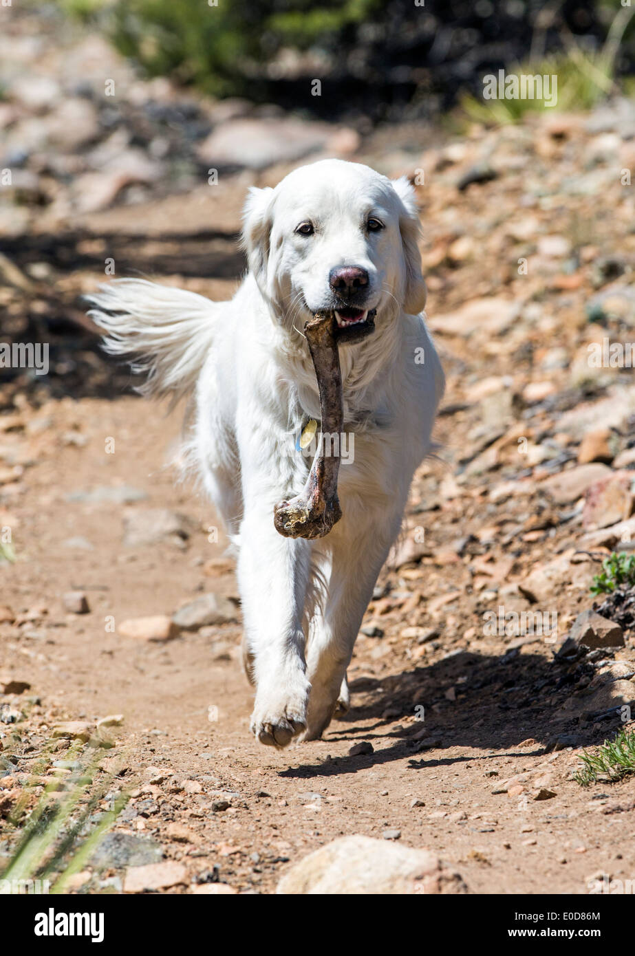 Platinum colored Golden Retriever dog running with a deer bone on a