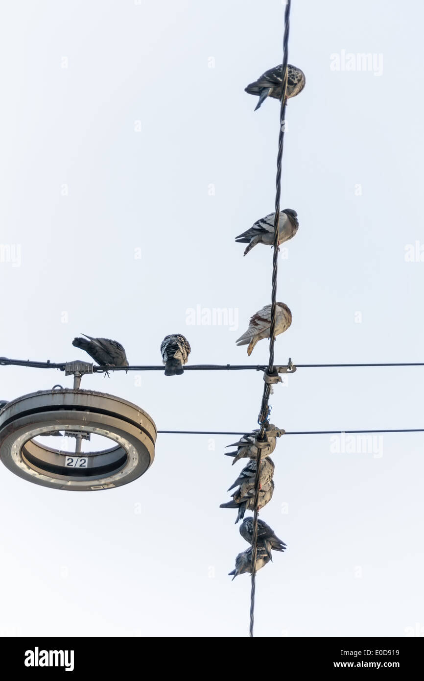 Birds on power supply line, ? ? ? berwachungskamera, Voegel auf Stromleitung, ‹berwachungskamera Stock Photo