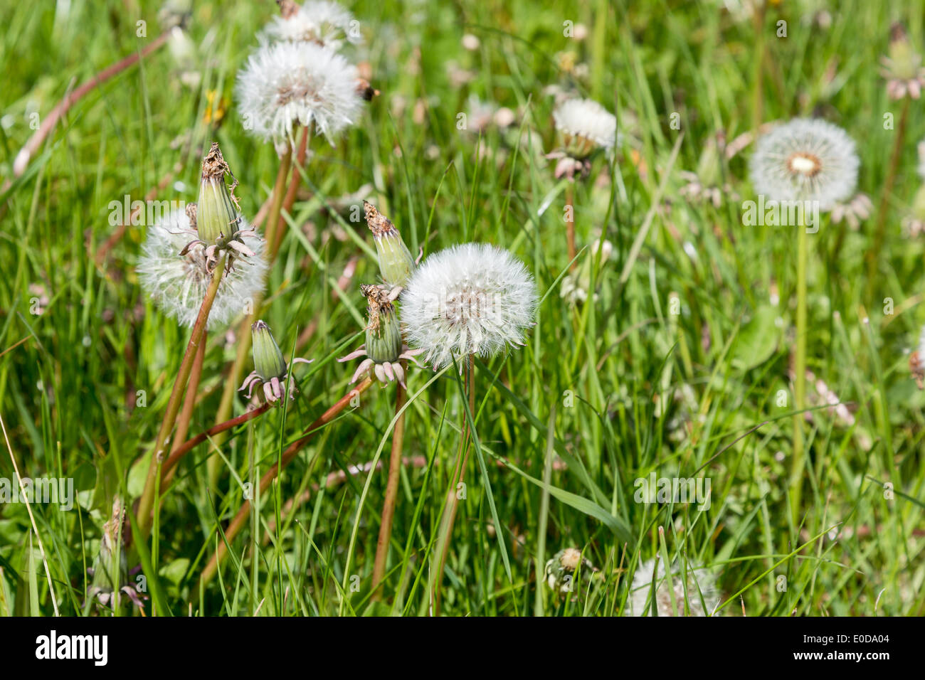 Dandelion clocks in a field in spring Stock Photo Alamy