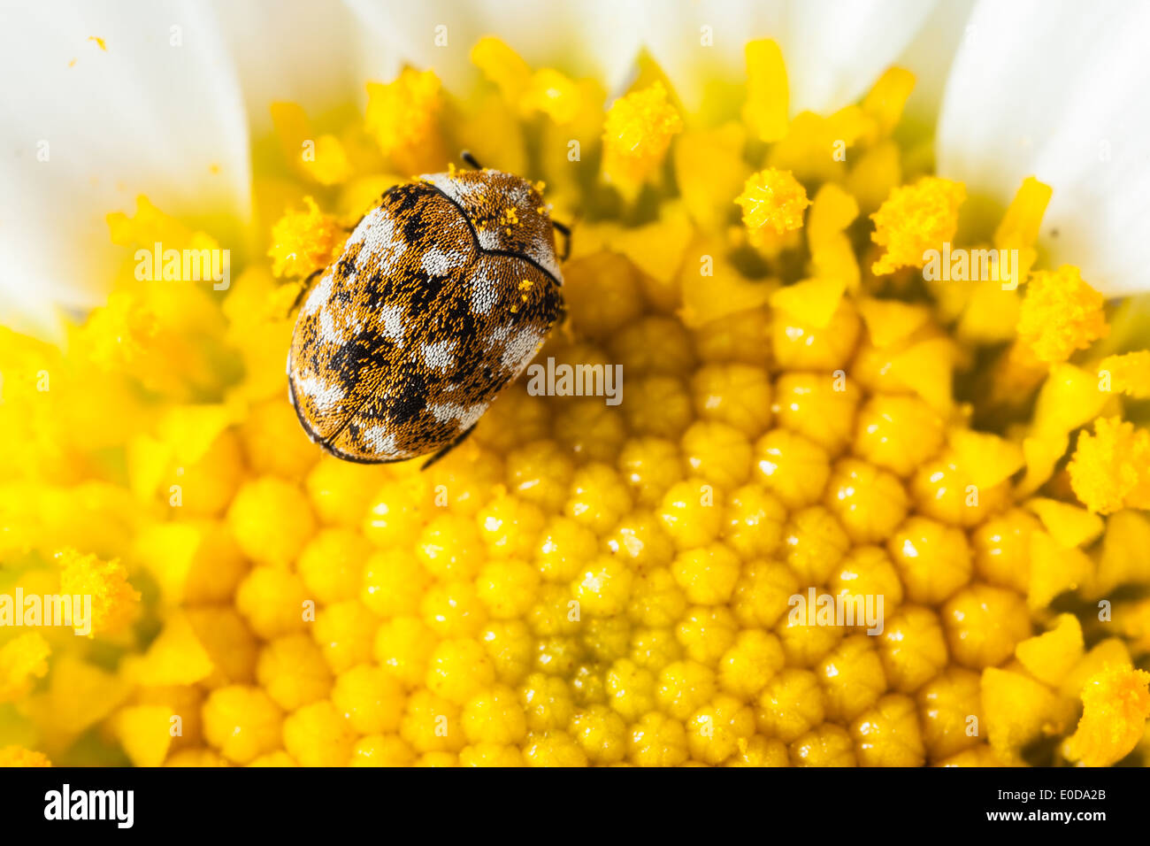macro shot of a varied carpet beetle on a white daisy Stock Photo