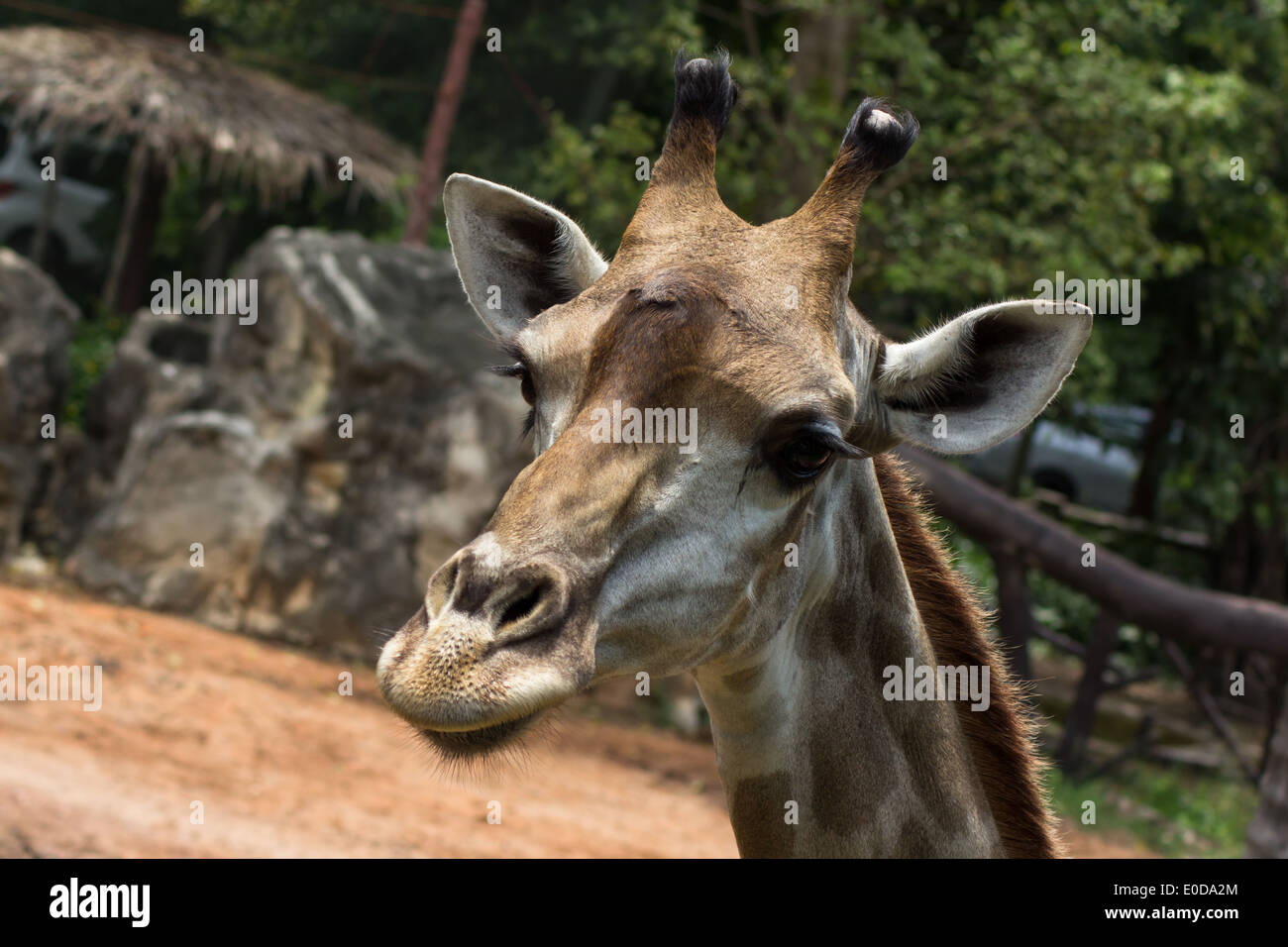 Portrait of giraffe hi-res stock photography and images - Alamy