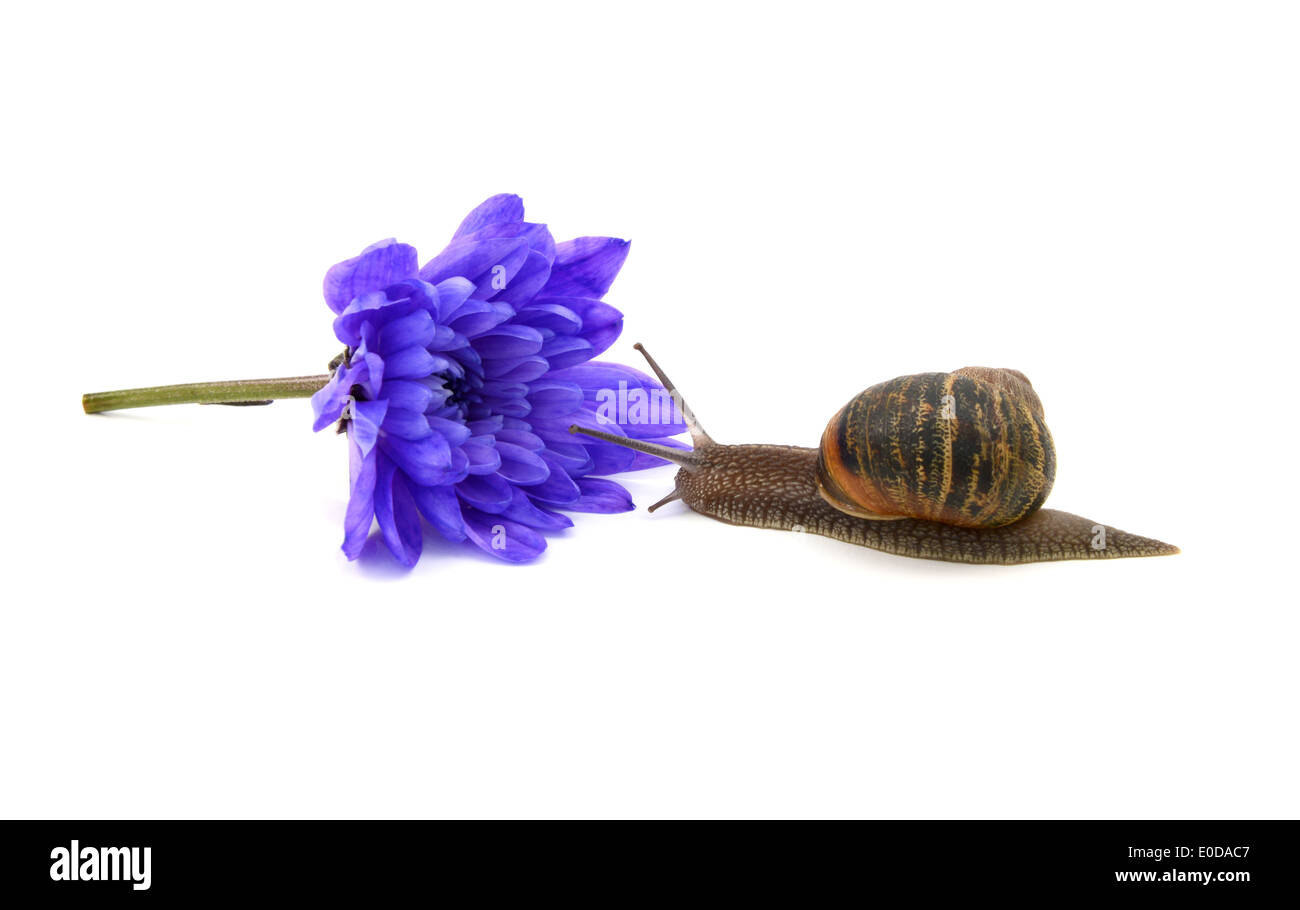 Snail approaches a cut blue chrysanthemum bloom, isolated on a white background Stock Photo