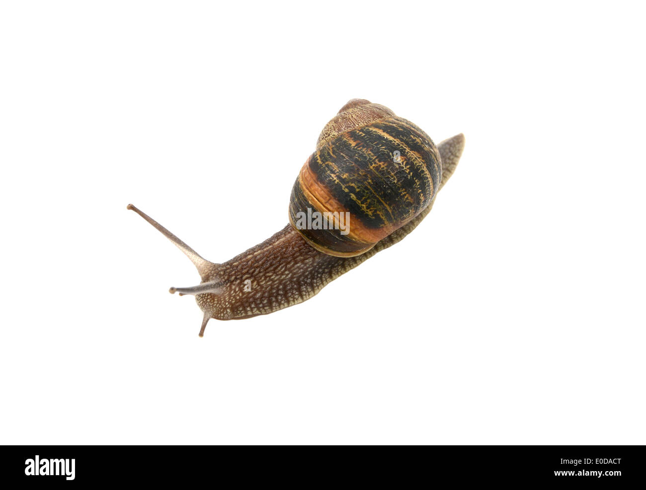 Closeup of a garden snail with tentacles extended, isolated on a white background Stock Photo