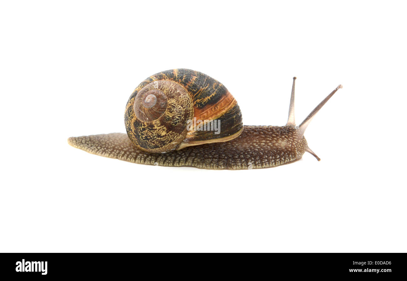 Profile of garden snail with boldly striped shell, isolated on a white background Stock Photo