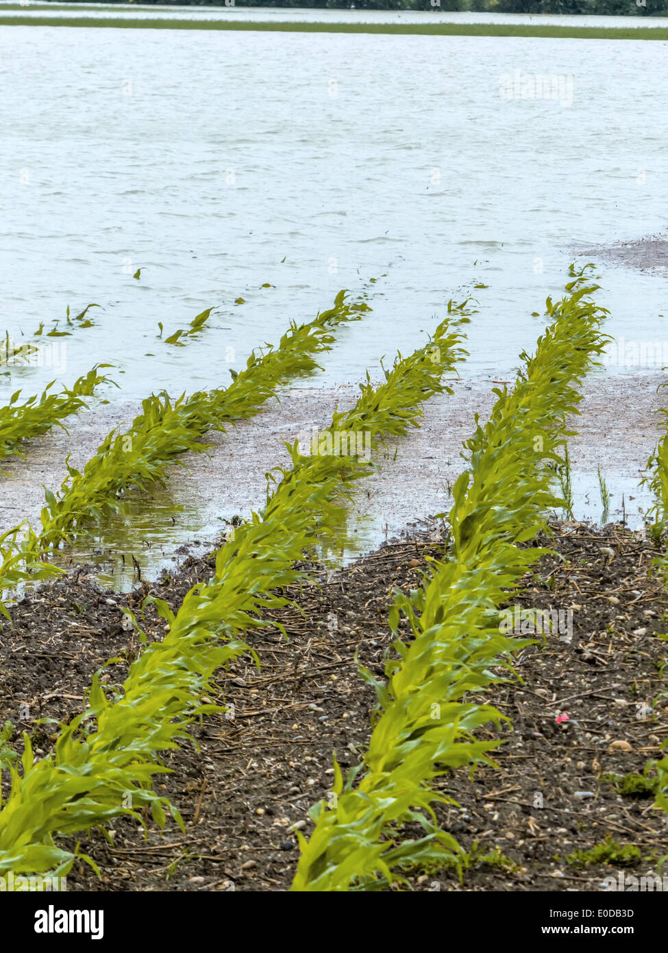 flood, field, agriculture, grain, water, rows Stock Photo