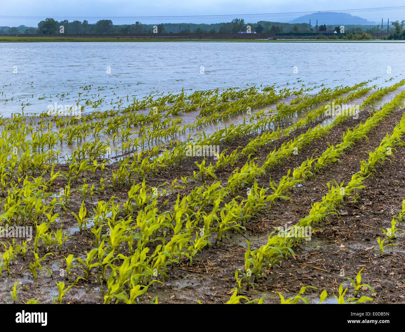 flood, field, agriculture, grain, water, rows Stock Photo