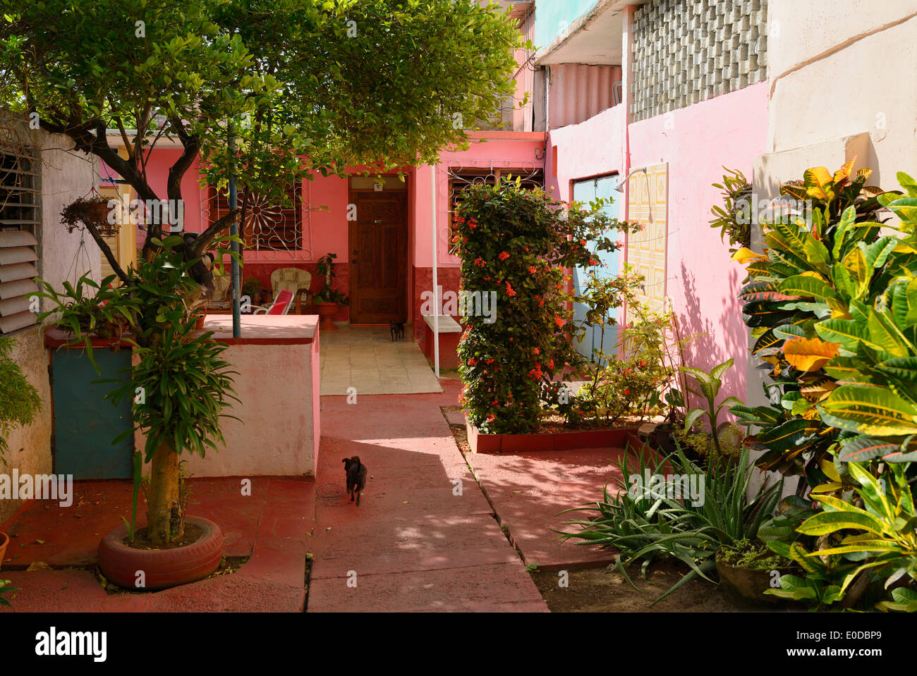Pink outdoor courtyard in downtown Varadero Cuba with plants and dogs Stock Photo