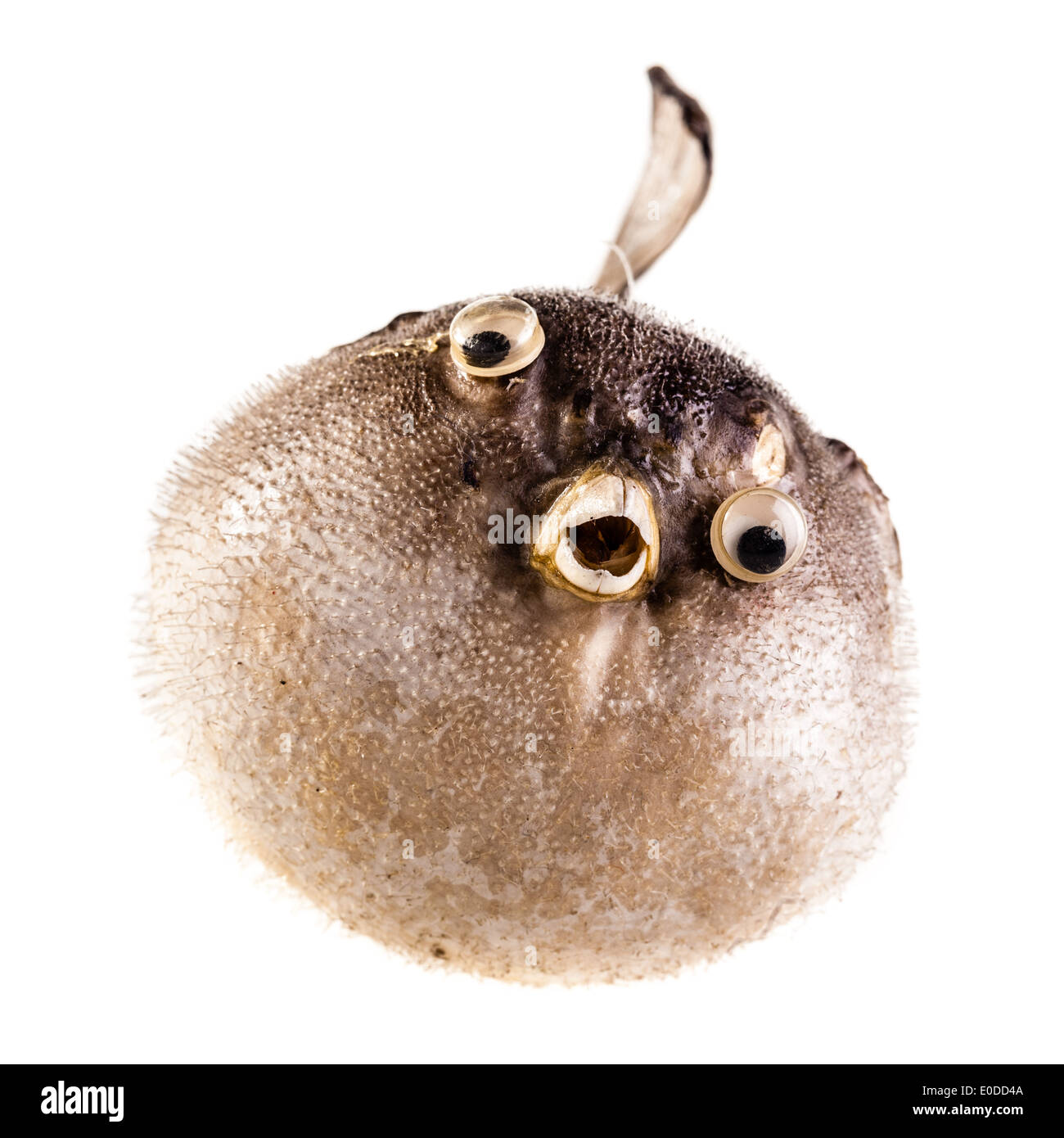 a stuffed puffer fish isolated over a white background Stock Photo
