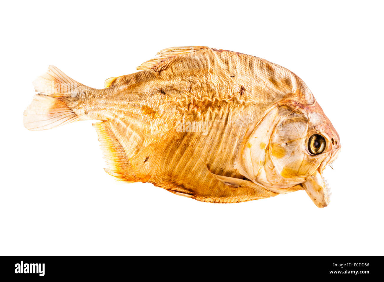 Piranha Fish Vs Shark