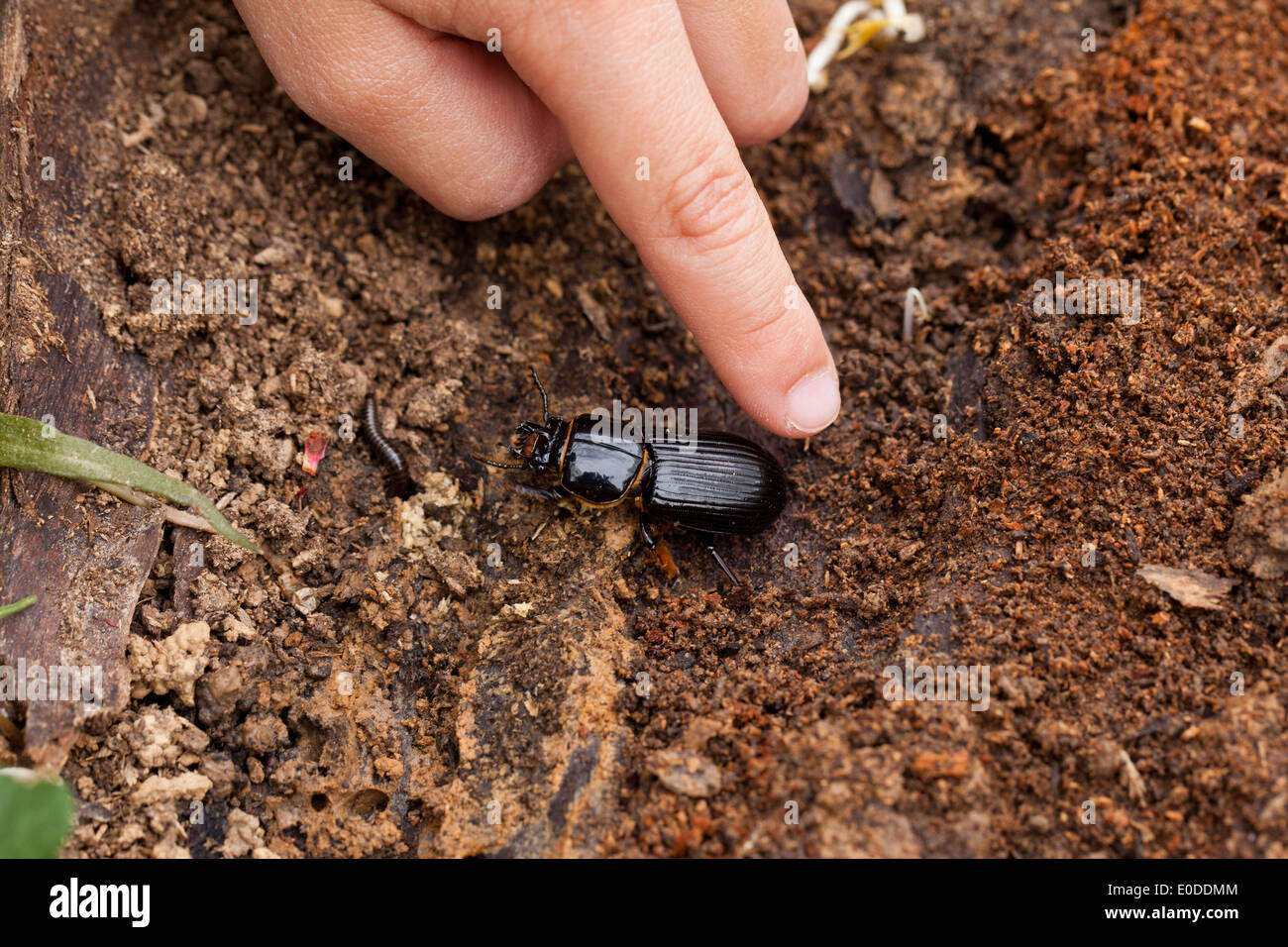 Child touching Bess Beetles (Odontotaenius disjunctus Stock Photo Alamy