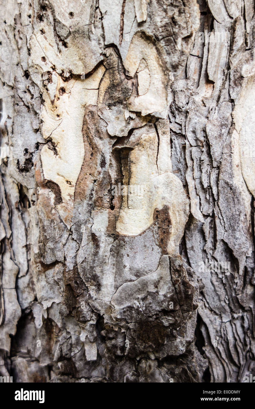Vertical shot redwood tree hi-res stock photography and images - Alamy