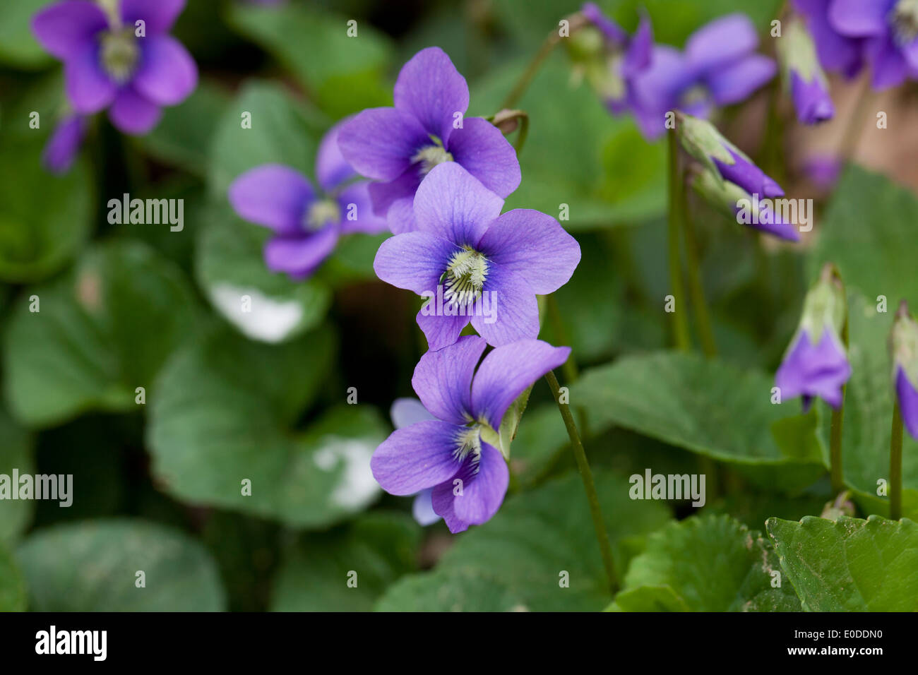 Viola flowers Stock Photo