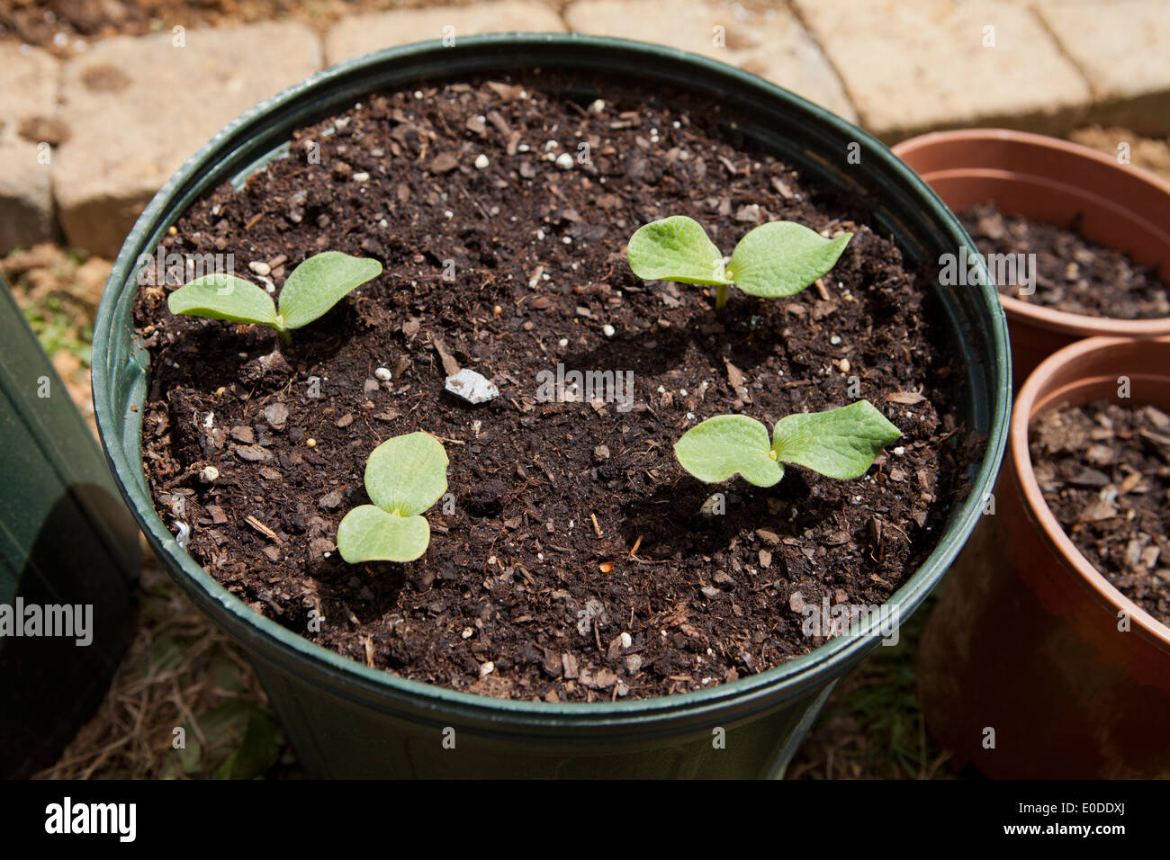 Vegetable seed leaf (cotyledon) Stock Photo