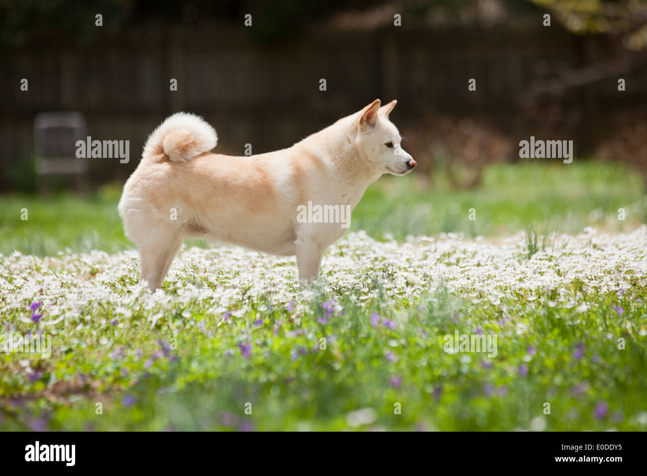 Shiba Inu standing on grass Stock Photo