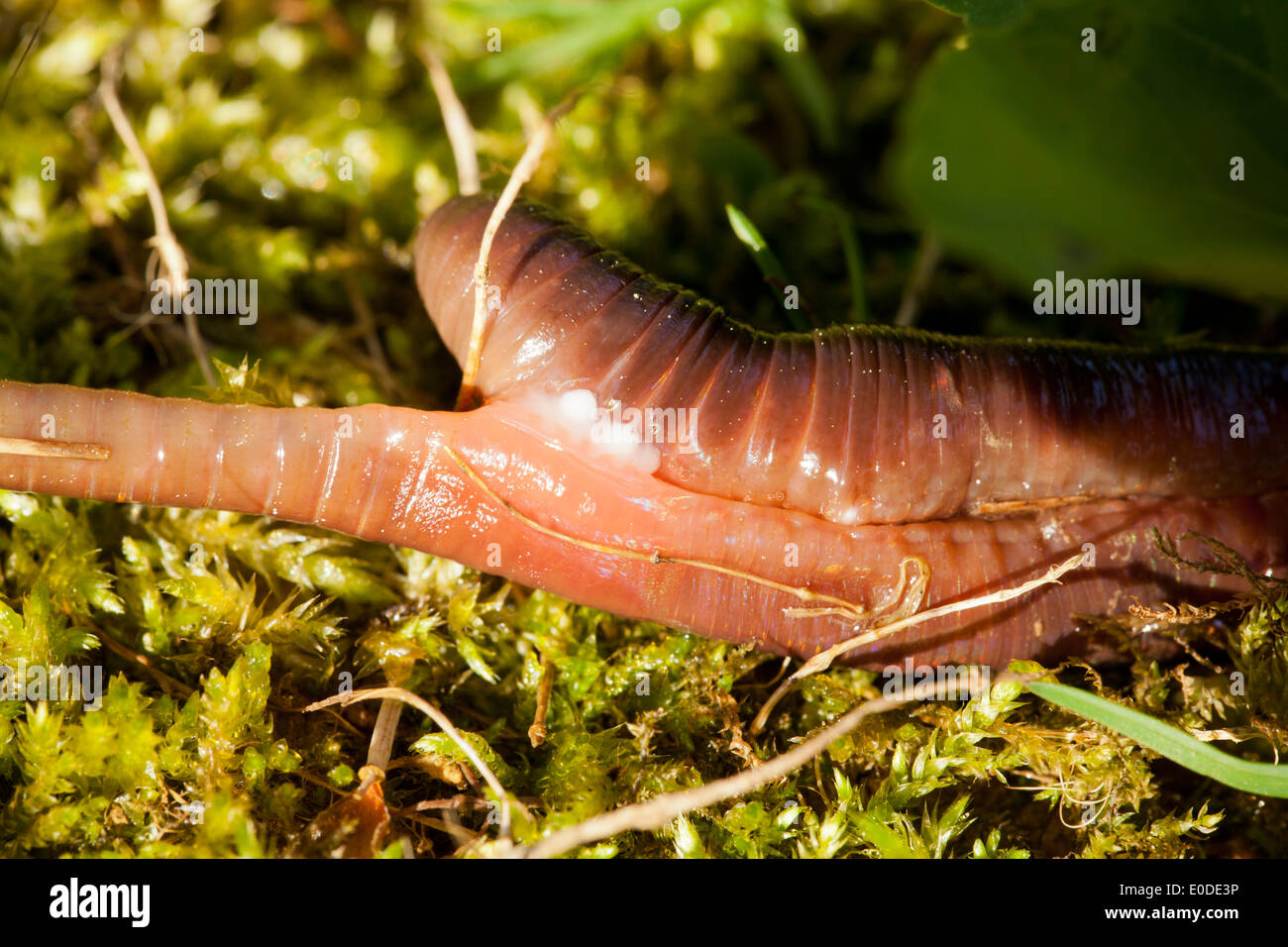 Earthworms mating hi-res stock photography and images - Alamy