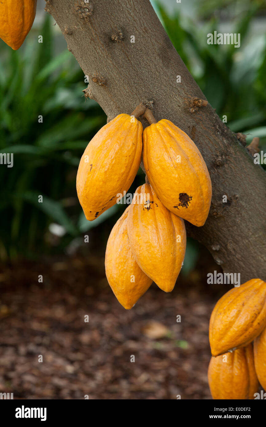 Ripe cocoa pods on tree (cacao)  - USA Stock Photo