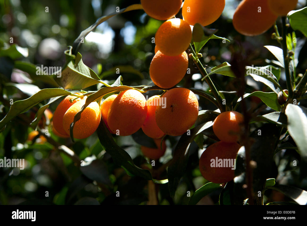 Kumquats on branch (Citrus japonica Stock Photo Alamy