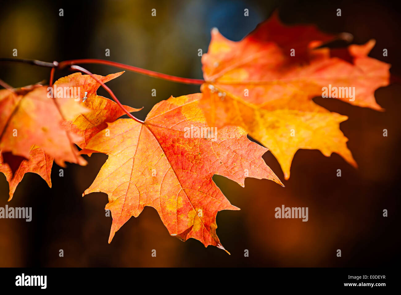 Closeup on red fall maple leaves glowing in autumn sunshine Stock Photo
