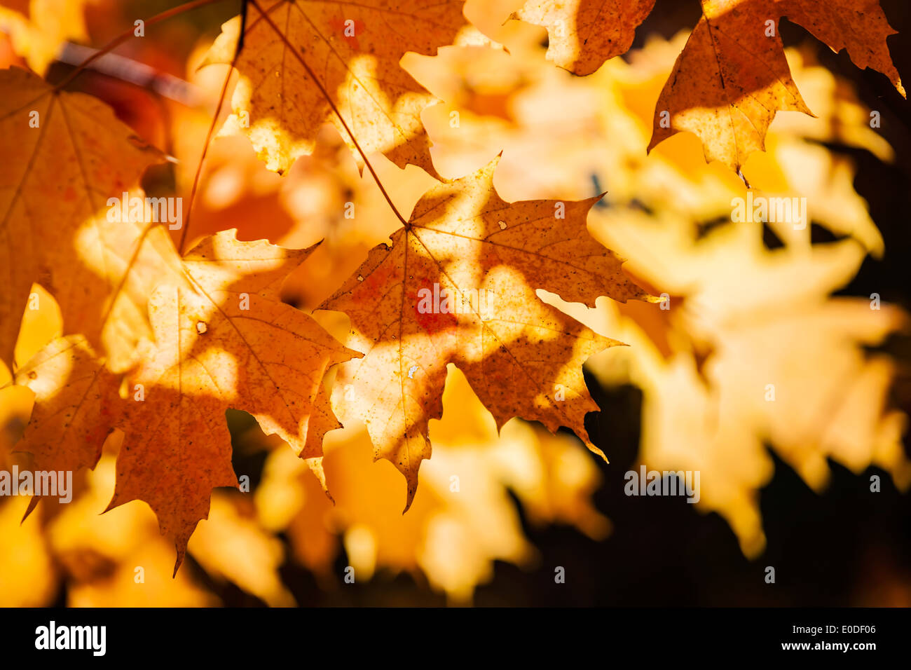 Orange backlit fall leaves on maple tree branch glowing in autumn sunshine Stock Photo