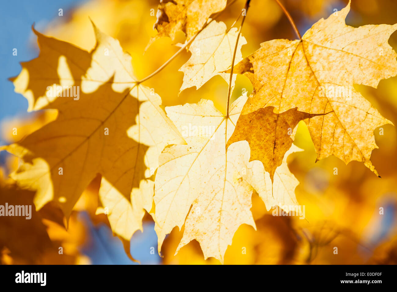 Orange and yellow backlit fall maple leaves glowing in autumn sunshine with blue sky Stock Photo