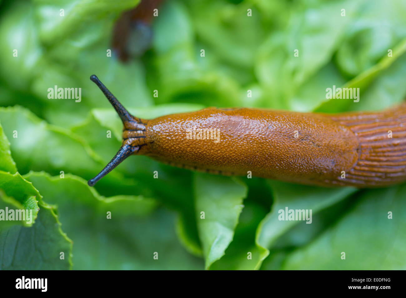 A slug in the garden eats a salad sheet Stock Photo