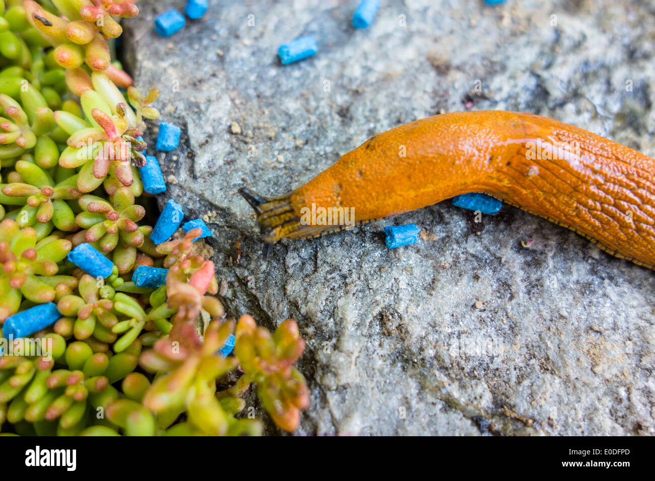 A slug in the garden is fought with snail grain Stock Photo