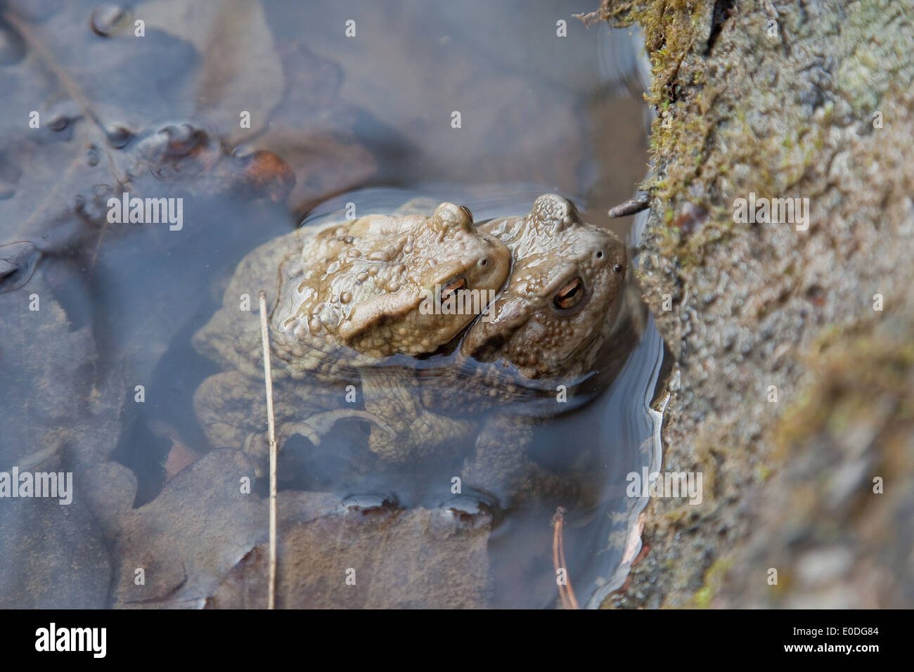 Zwei Erdkröten bei der Laichwanderung - Two common toads Stock Photo