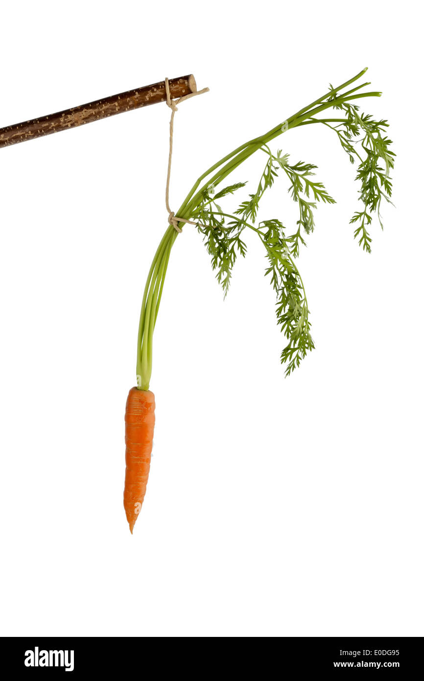 Carrot on a floor. Fresh fruit and vegetables is always healthy. Symbolic photo for motivation., Moehre auf einem Stock. Frische Stock Photo