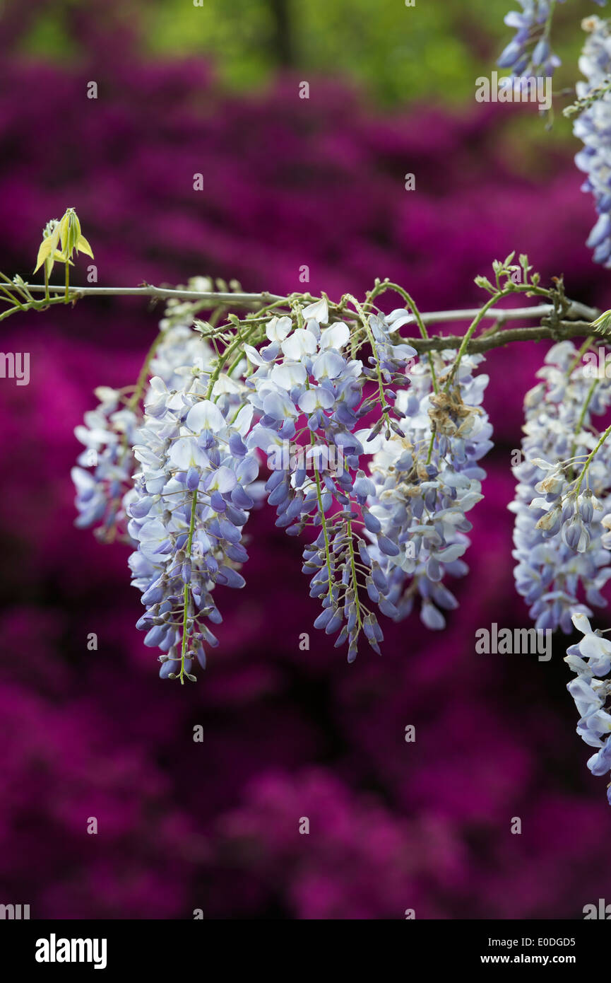 Flowering Wisteria floribunda against a rhododendron background Stock Photo