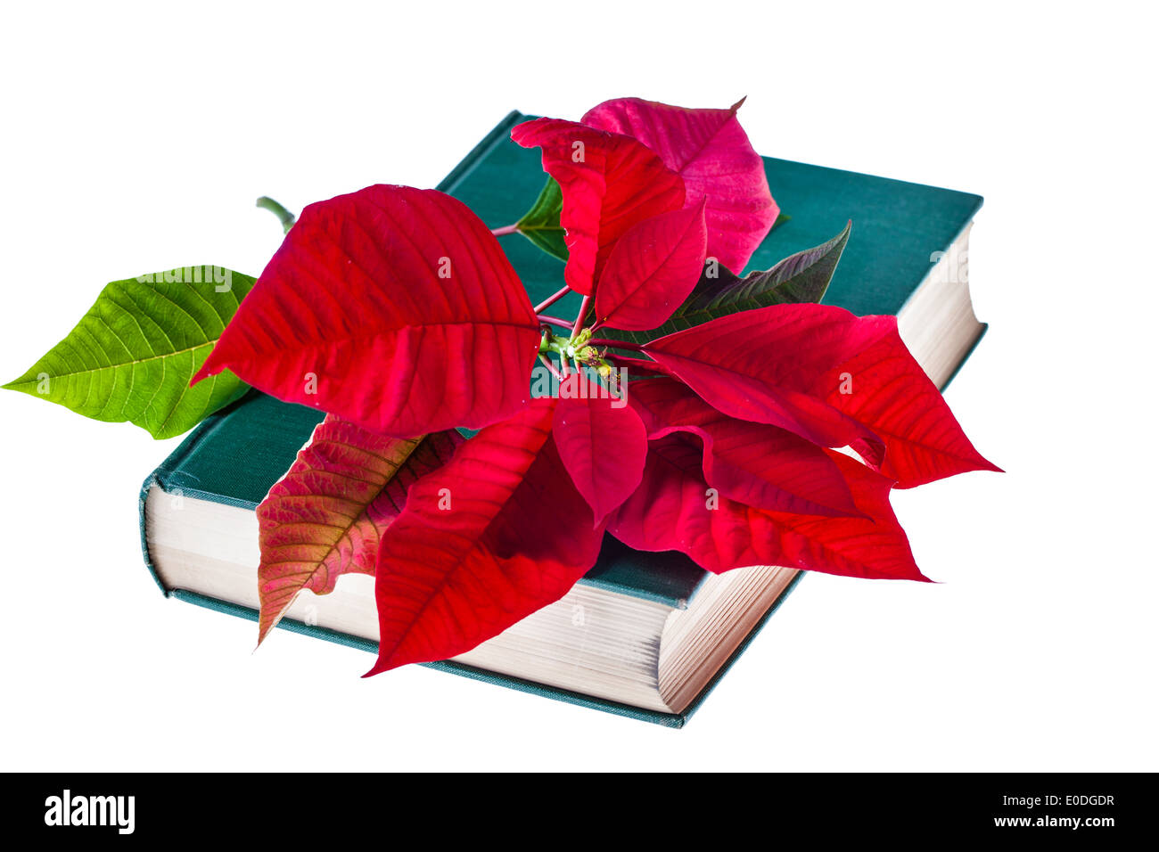 the holy bible with a poinsettia flower on it and isolated on white